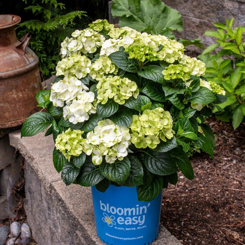Hydrangea Macrophylla Grin And Tonic - View 2 from www redcrocus com