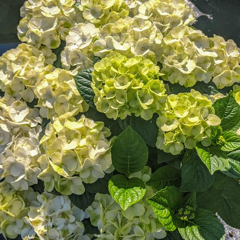Hydrangea Macrophylla Grin And Tonic - View 3 from www redcrocus com