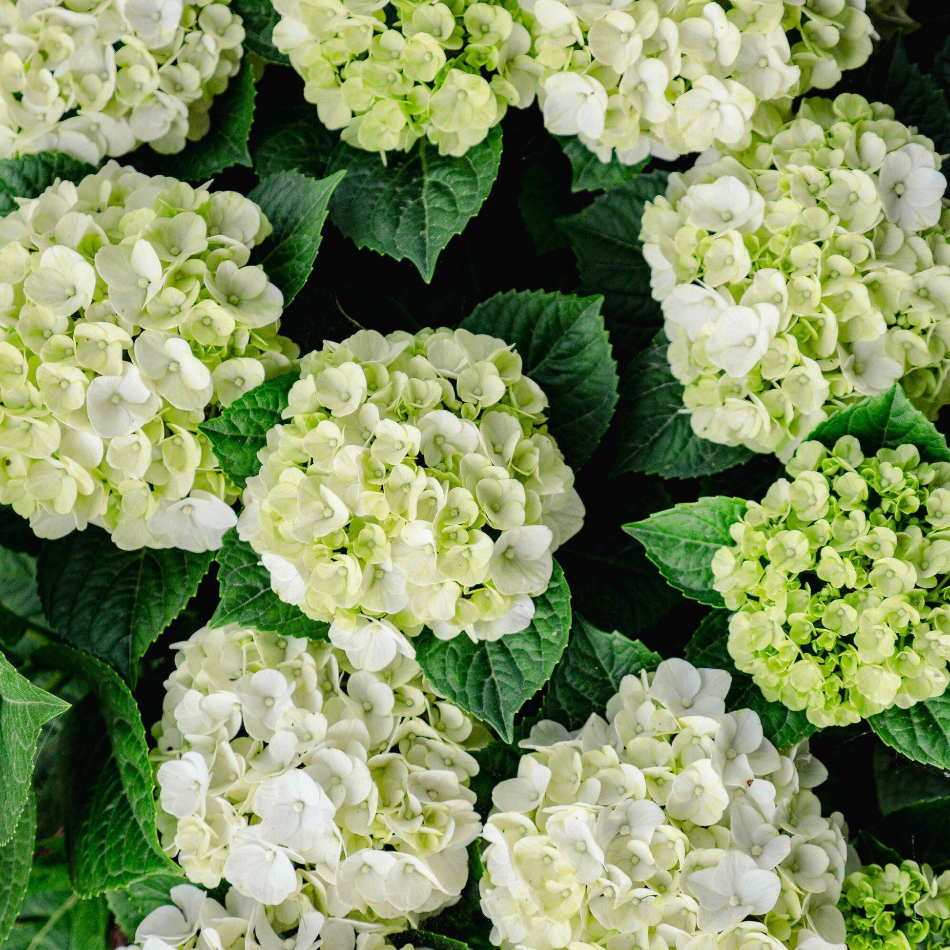Hydrangea Macrophylla Grin And Tonic - View 4 from www redcrocus com