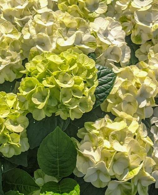 Hydrangea Macrophylla Grin And Tonic - View 5 from www redcrocus com