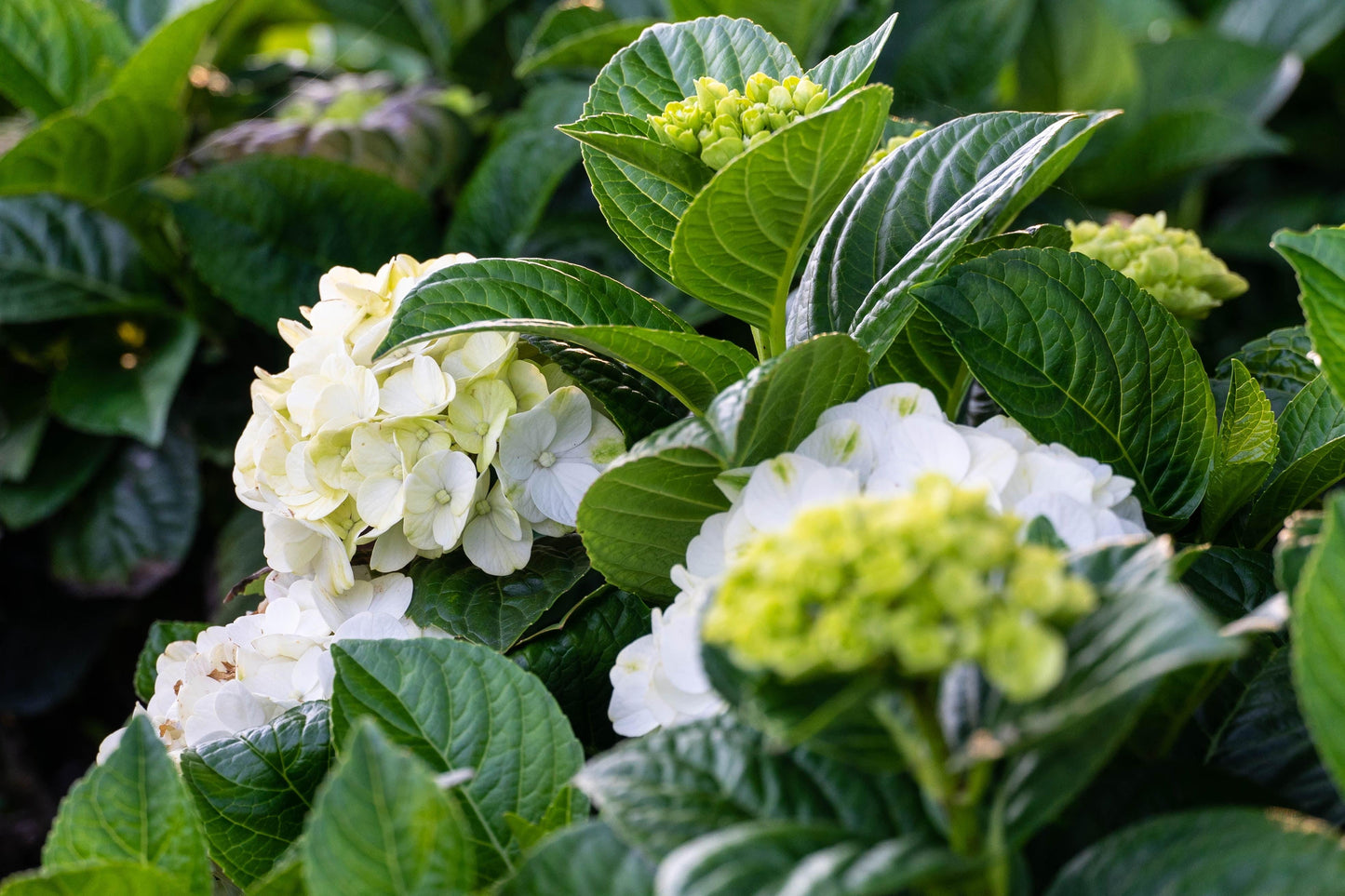 Hydrangea Macrophylla Grin And Tonic - View 6 from www redcrocus com