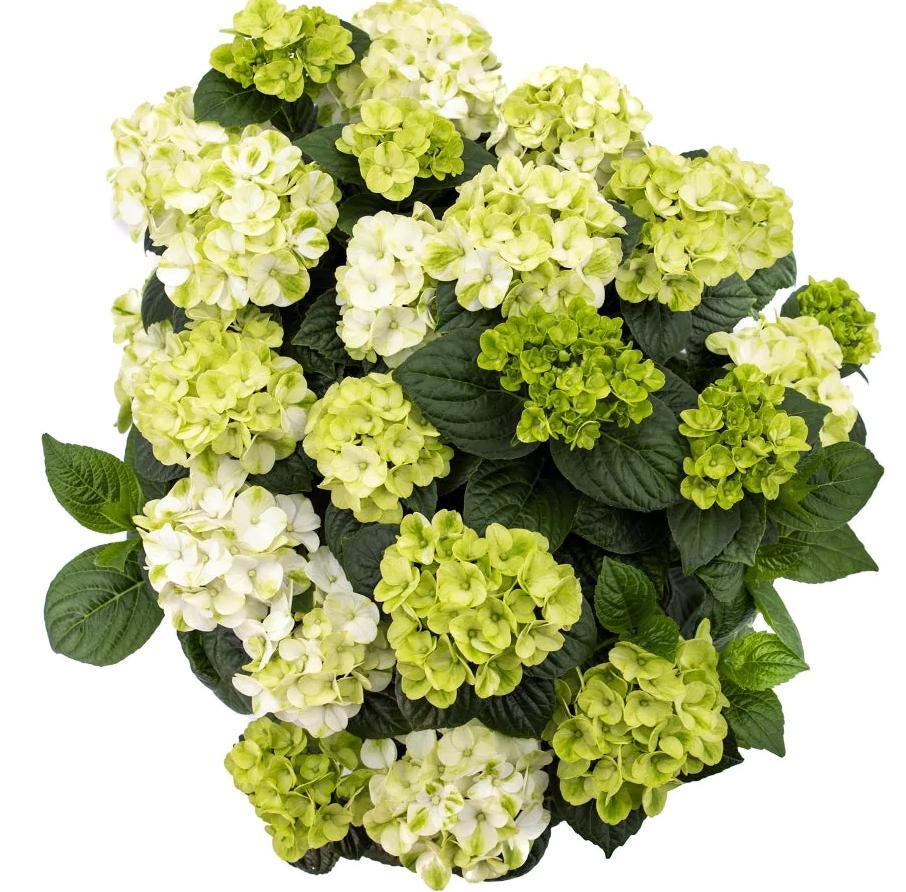 Hydrangea Macrophylla Grin And Tonic - View 7 from www redcrocus com