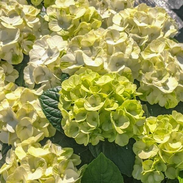 Hydrangea Macrophylla Grin And Tonic - View 8 from www redcrocus com