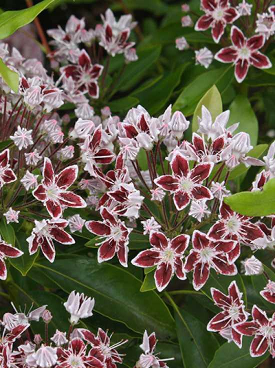 Kalmia Latifolia Galaxy - View 11 from www redcrocus com