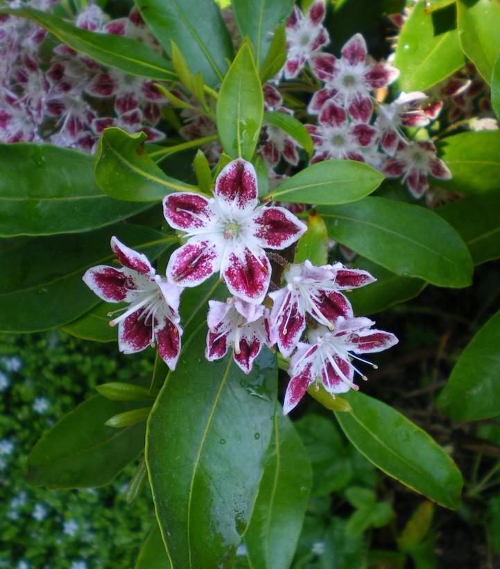 Kalmia Latifolia Galaxy - View 12 from www redcrocus com