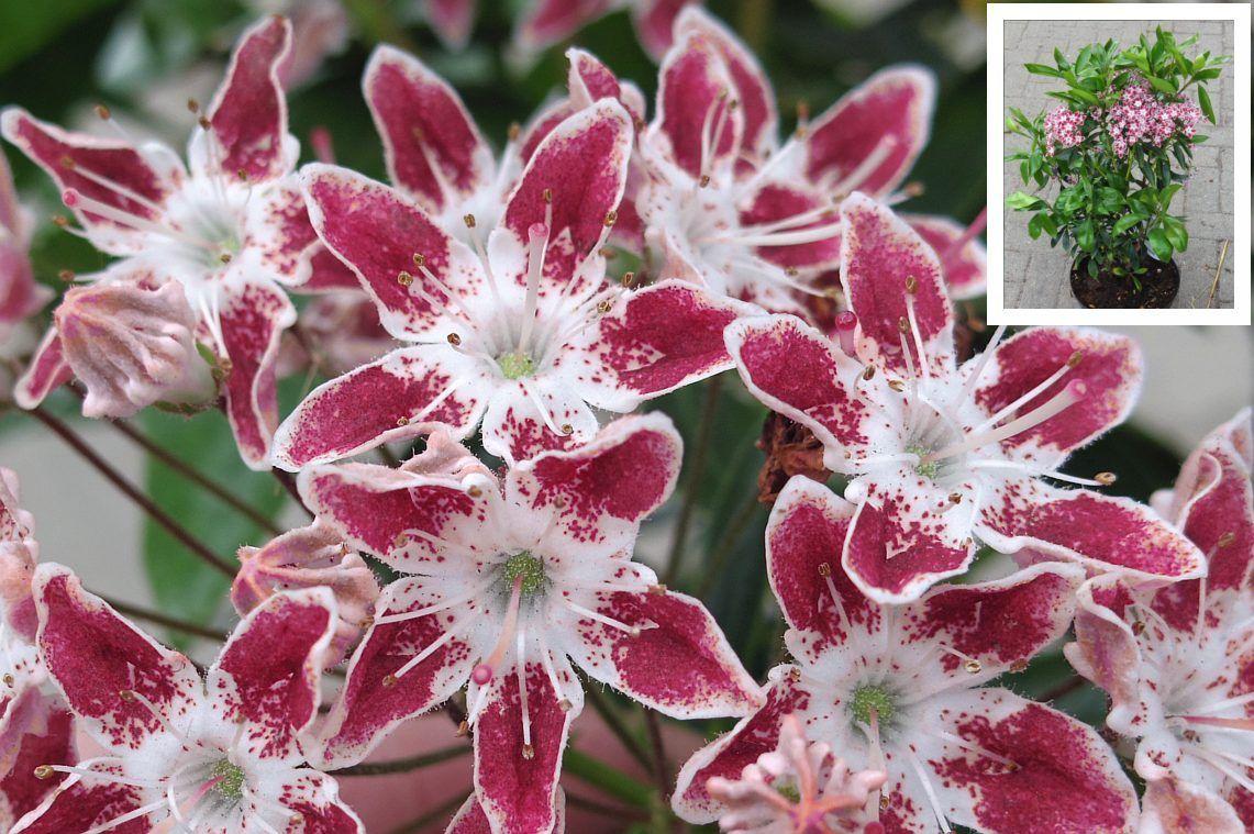 Kalmia Latifolia Galaxy - View 13 from www redcrocus com