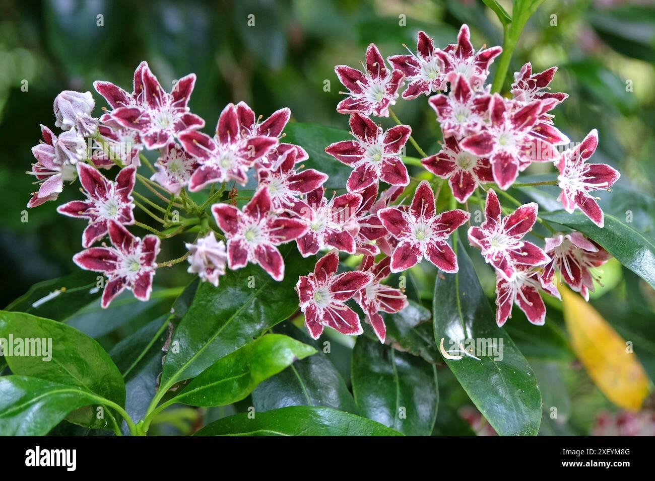 Kalmia Latifolia Galaxy - View 14 from www redcrocus com