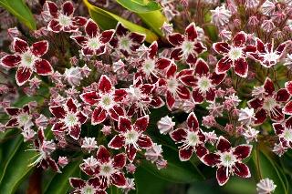 Kalmia Latifolia Galaxy - View 15 from www redcrocus com