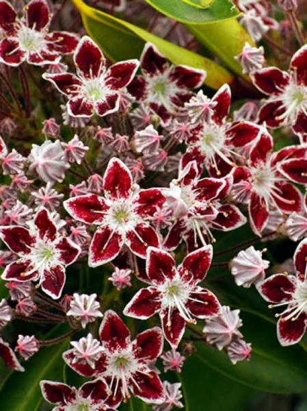 Kalmia Latifolia Galaxy - View 16 from www redcrocus com