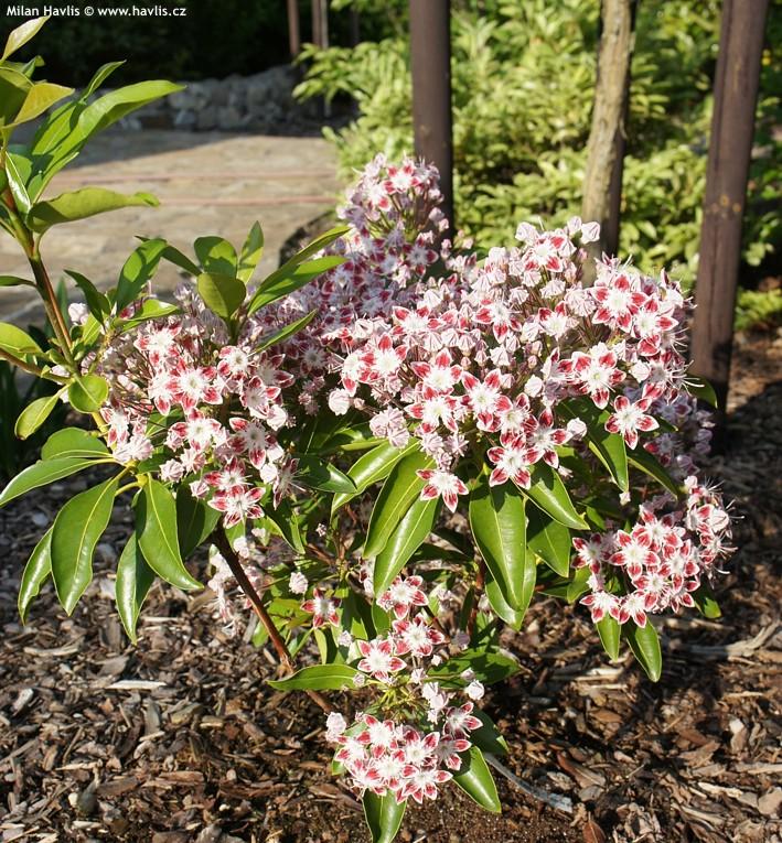Kalmia Latifolia Galaxy - View 1 from www redcrocus com
