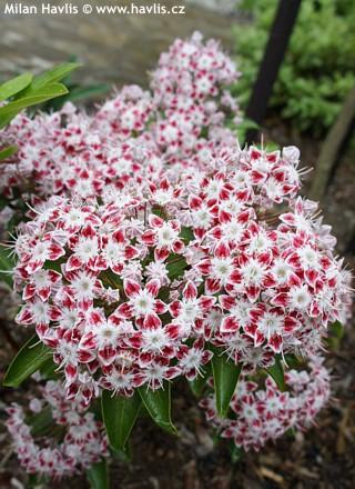 Kalmia Latifolia Galaxy - View 2 from www redcrocus com