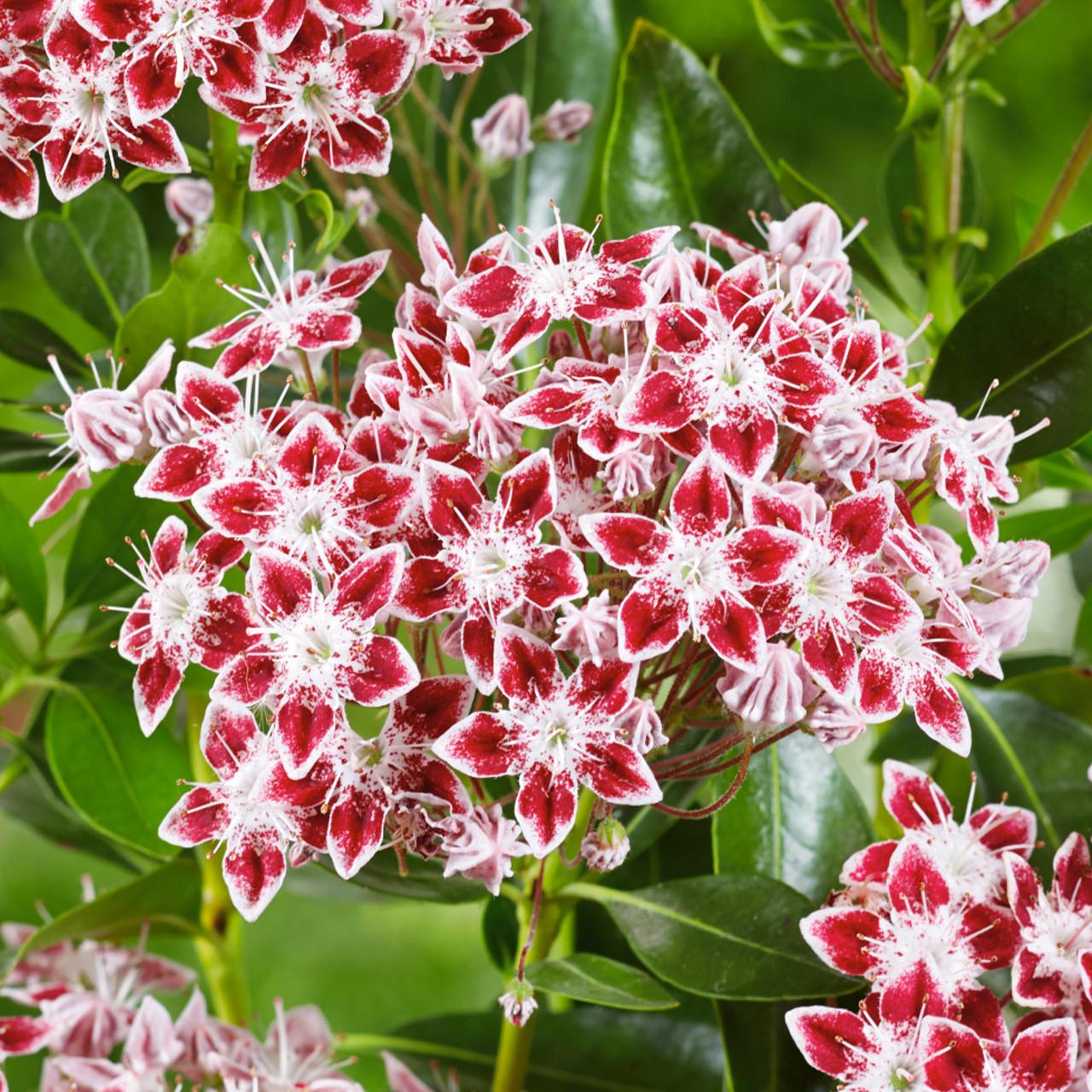 Kalmia Latifolia Galaxy - View 3 from www redcrocus com