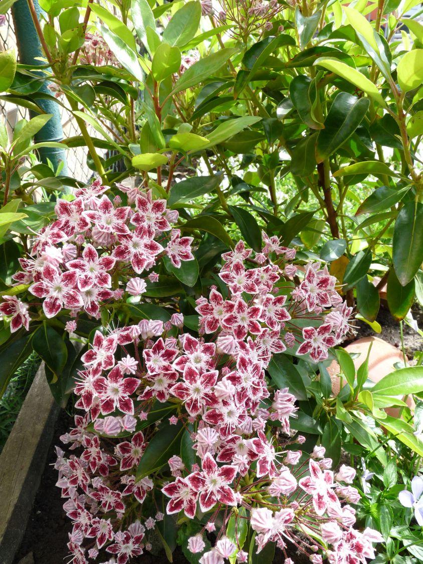 Kalmia Latifolia Galaxy - View 4 from www redcrocus com