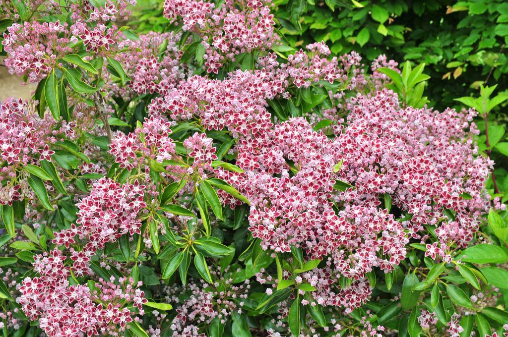 Kalmia Latifolia Galaxy - View 6 from www redcrocus com
