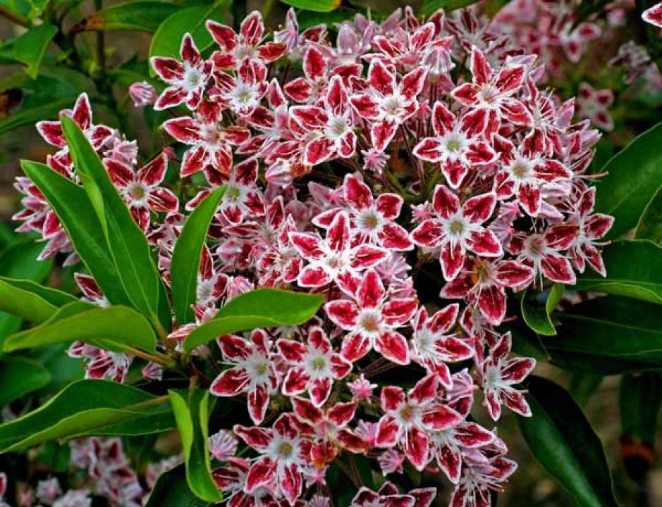 Kalmia Latifolia Galaxy - View 7 from www redcrocus com
