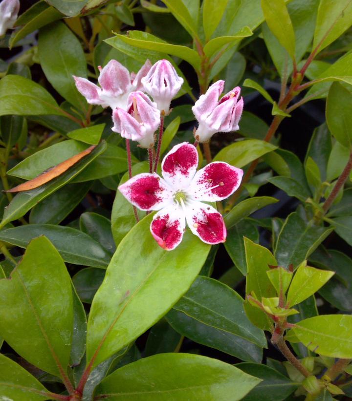 Kalmia Latifolia Galaxy - View 8 from www redcrocus com