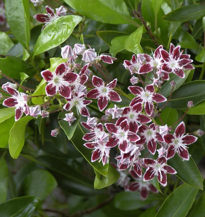 Kalmia Latifolia Galaxy - View 9 from www redcrocus com