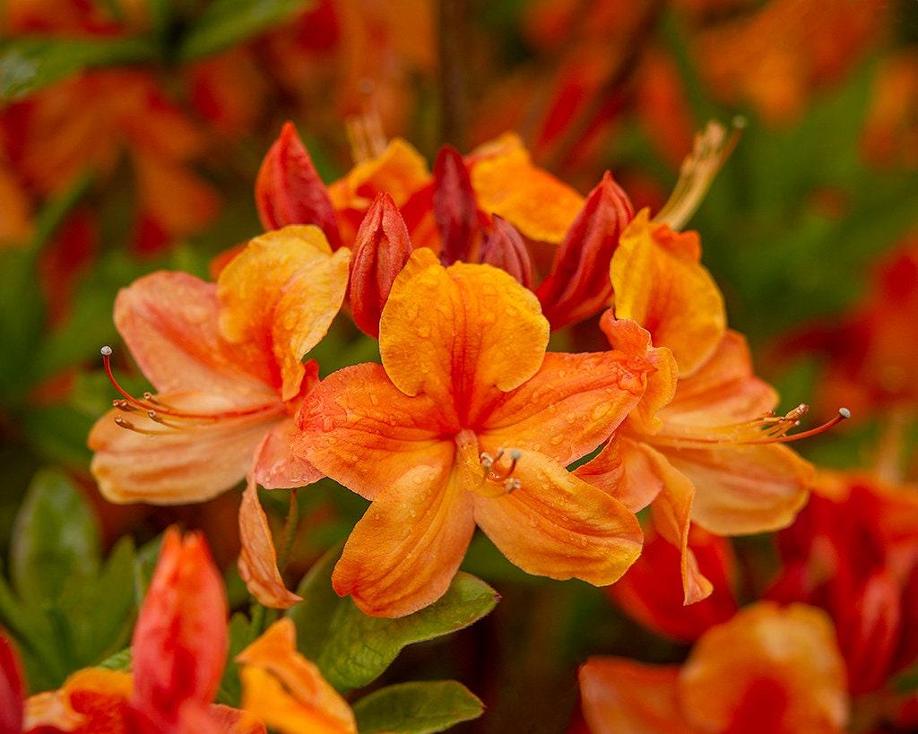 Azalea Calendulaceum - View 12 from www redcrocus com
