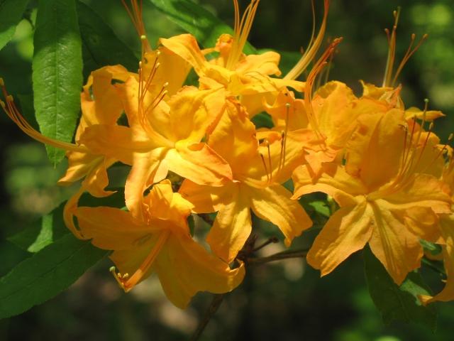 Azalea Calendulaceum - View 14 from www redcrocus com