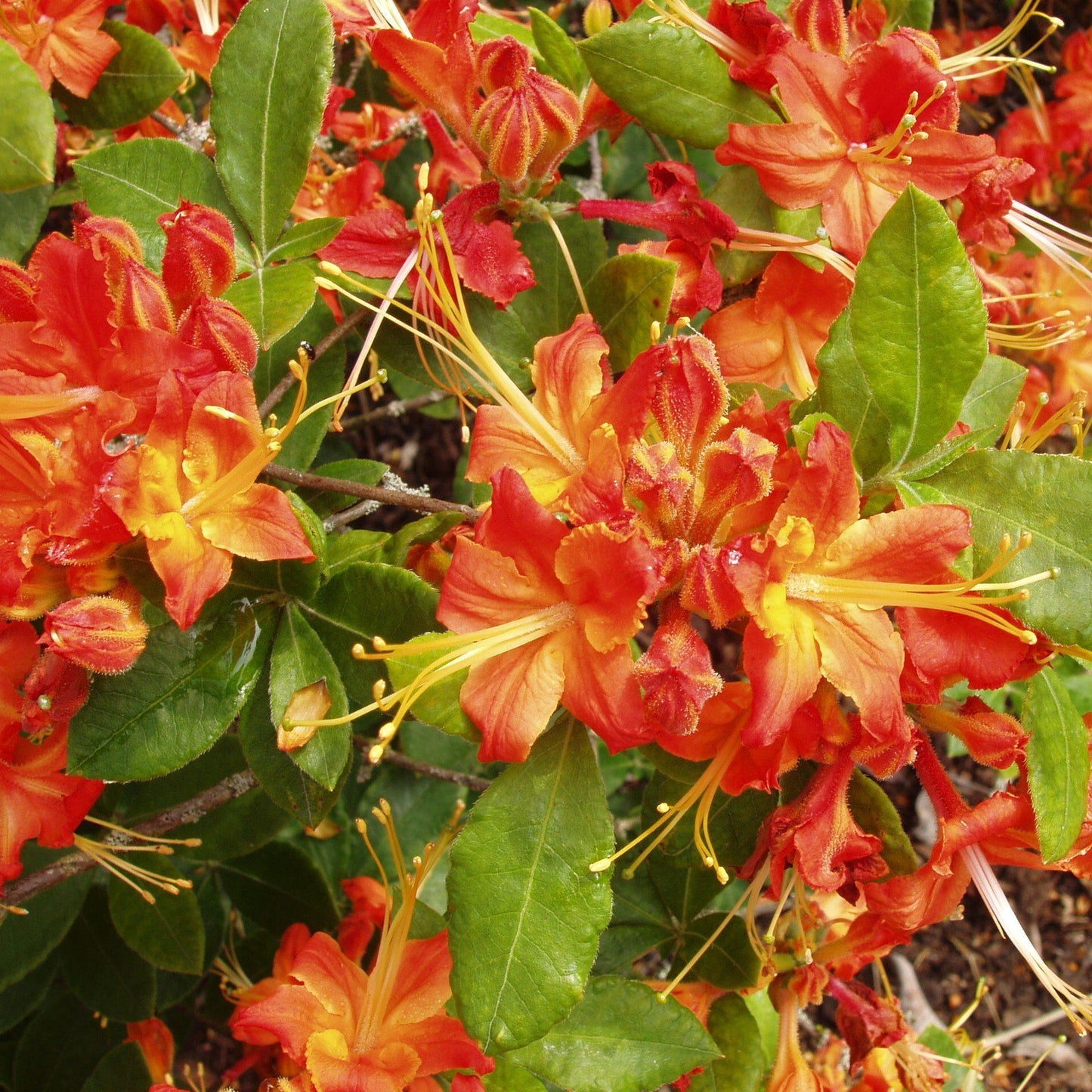 Azalea Calendulaceum - View 16 from www redcrocus com
