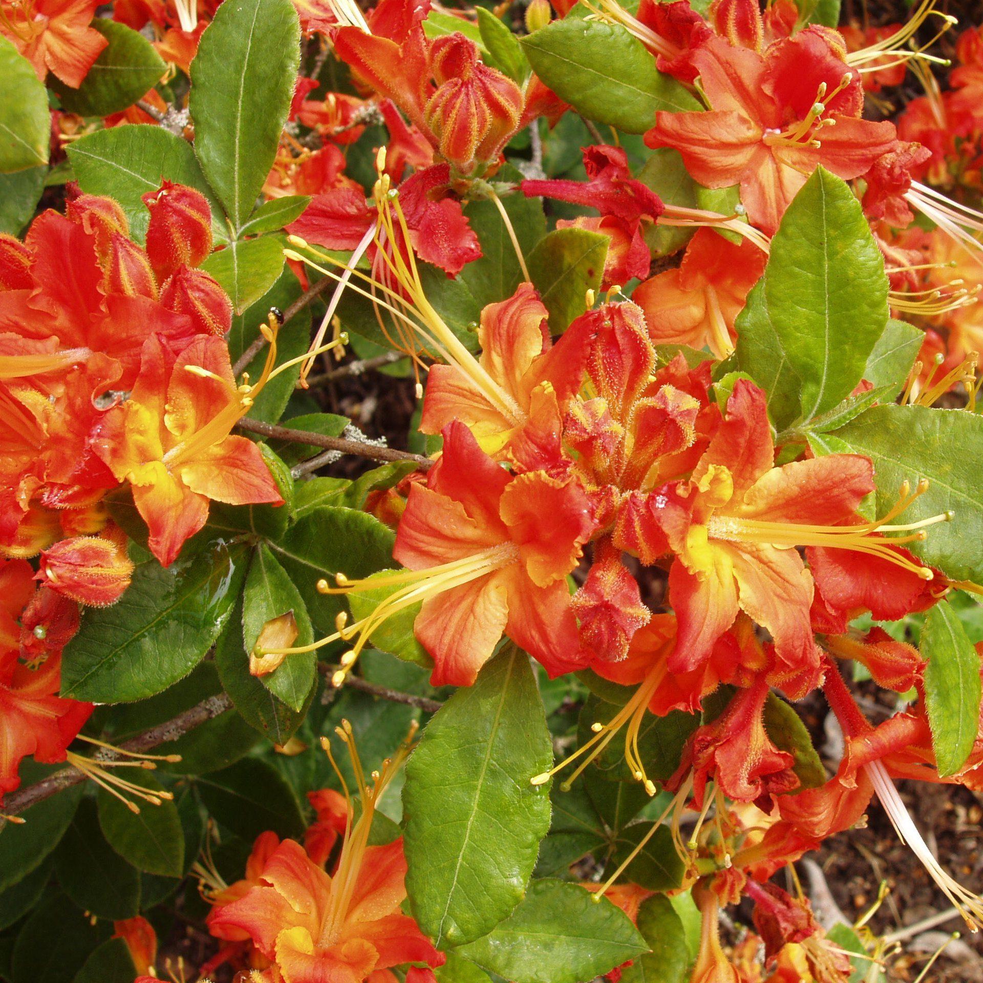 Azalea Calendulaceum - View 16 from www redcrocus com
