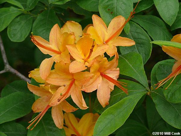 Azalea Calendulaceum - View 20 from www redcrocus com