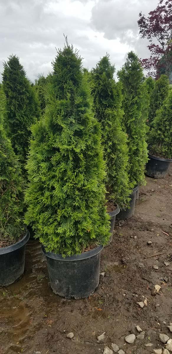 Thuja Occidentalis Emerald Green - View 18 from www redcrocus com