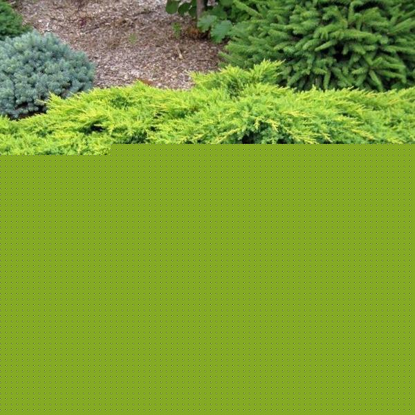 Juniperus Chinensis Mountbatten - View 14 from www redcrocus com