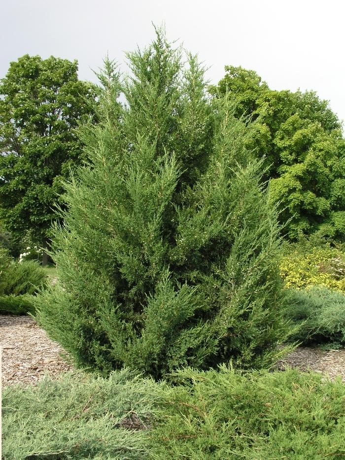 Juniperus Chinensis Mountbatten - View 1 from www redcrocus com