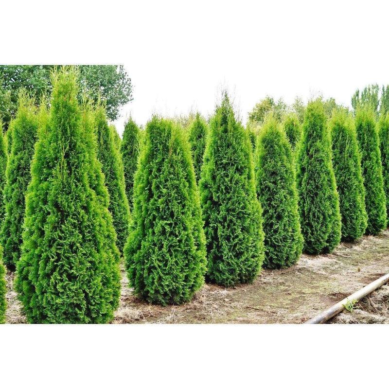 Thuja Occidentalis Emerald Green - View 19 from www redcrocus com
