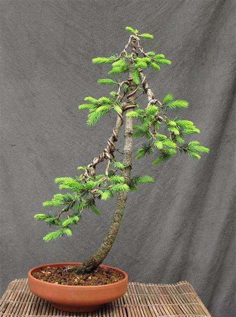 Picea Pungens Glauca - View 1 from www redcrocus com