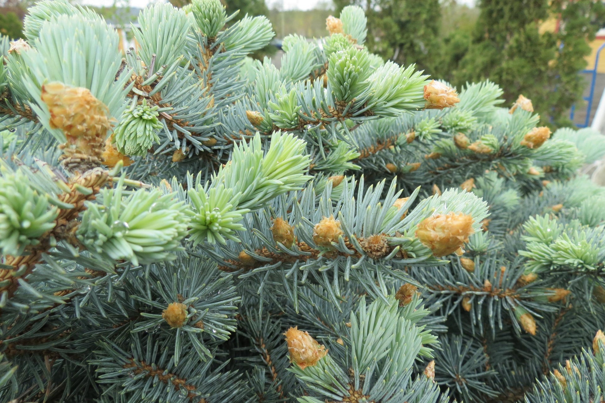Picea Pungens Glauca - View 22 from www redcrocus com