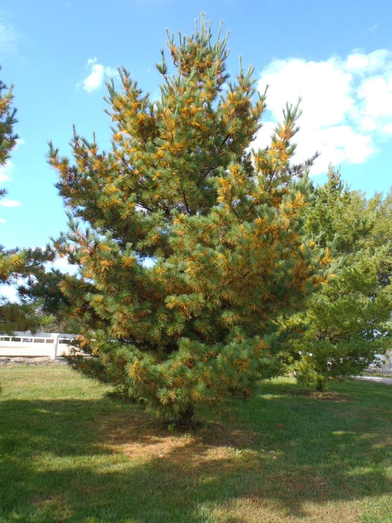 Pinus Strobus - View 12 from www redcrocus com
