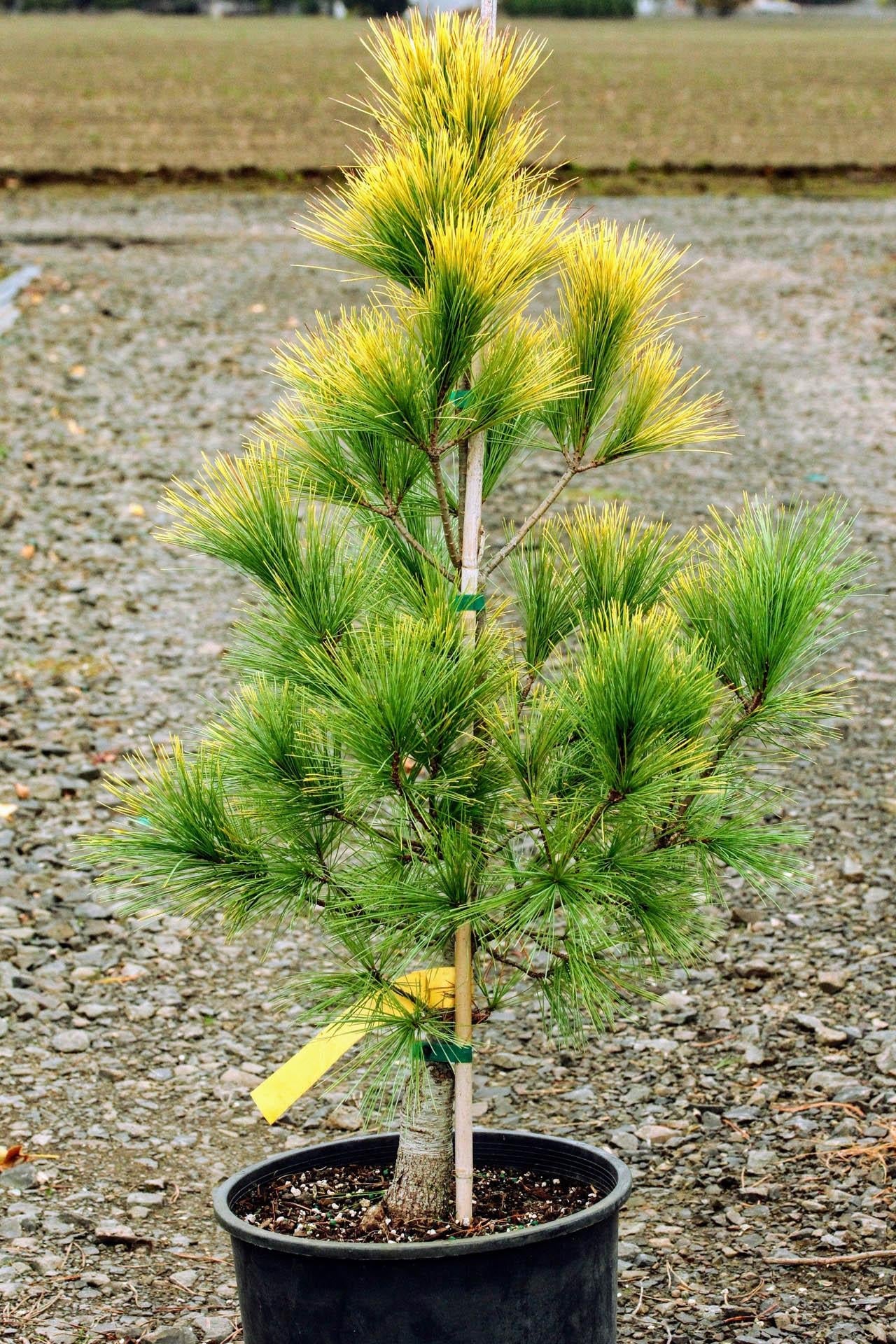 Pinus Strobus - View 14 from www redcrocus com