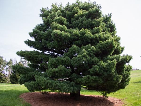 Pinus Strobus - View 15 from www redcrocus com
