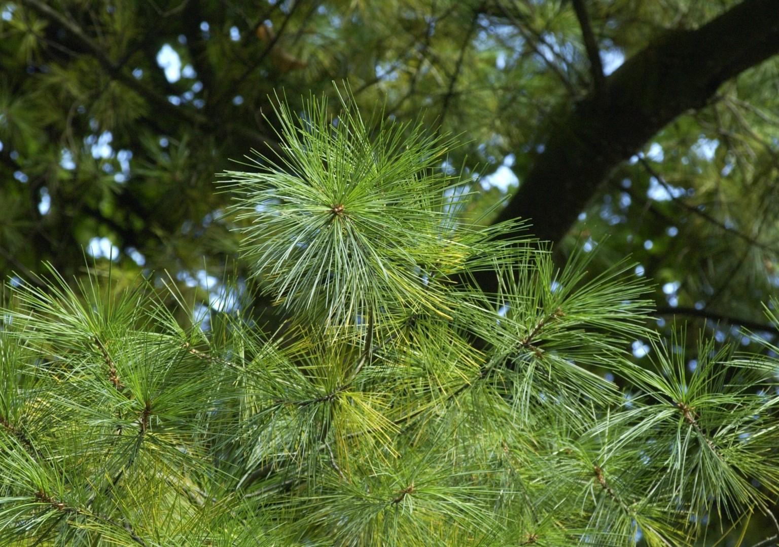 Pinus Strobus - View 18 from www redcrocus com