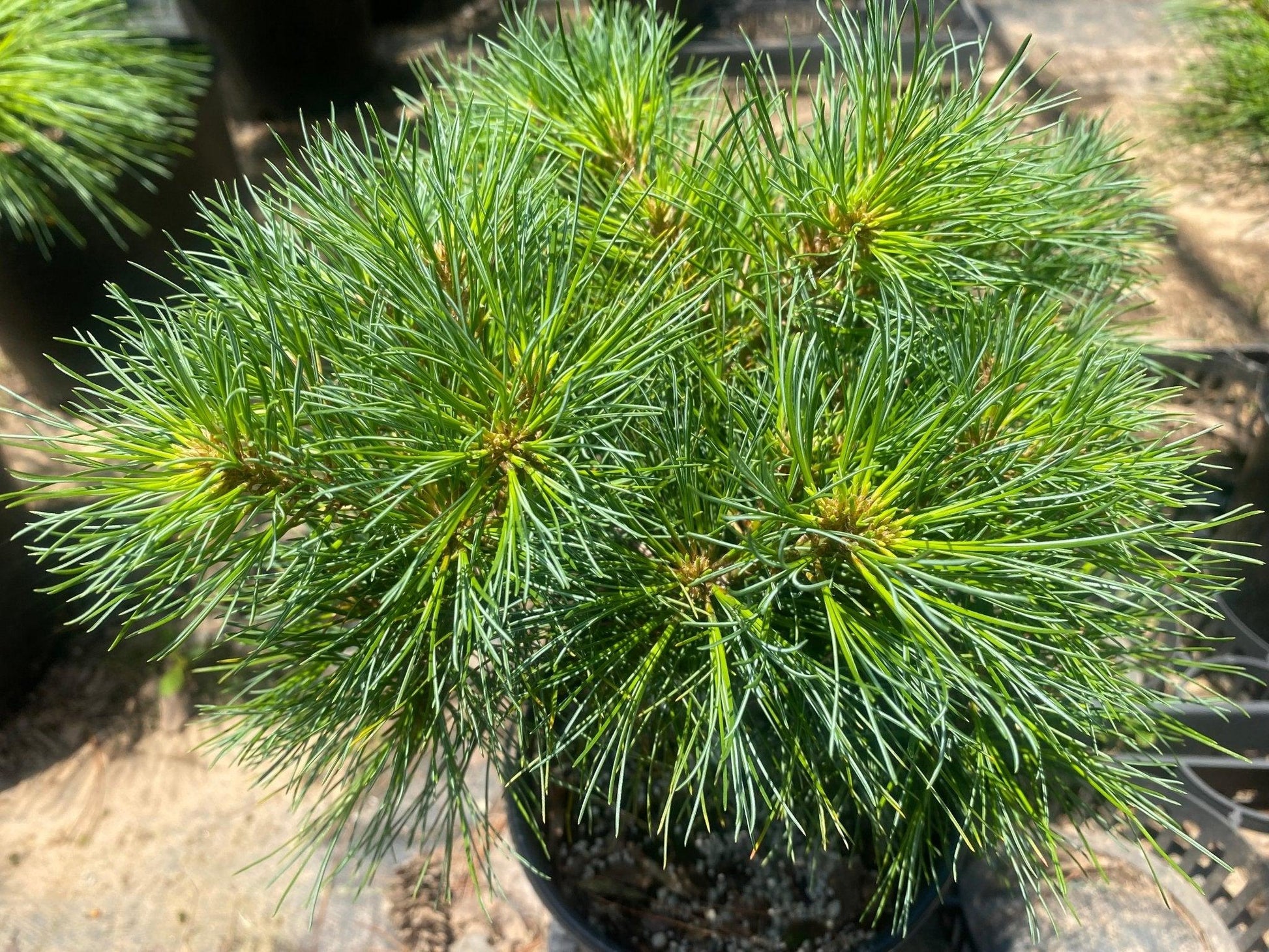 Pinus Strobus - View 20 from www redcrocus com