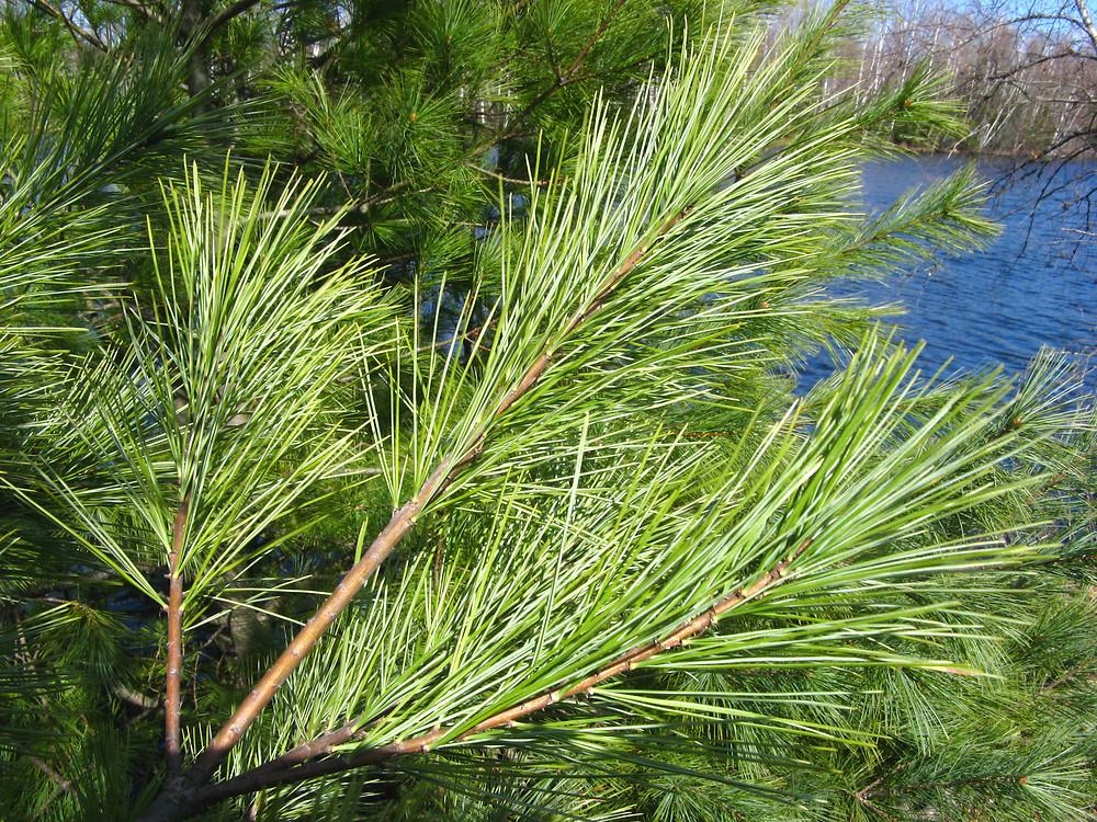 Pinus Strobus - View 22 from www redcrocus com