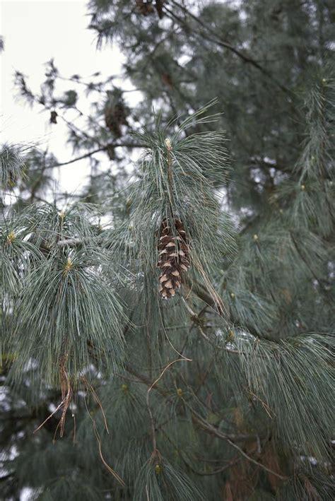 Pinus Strobus - View 2 from www redcrocus com