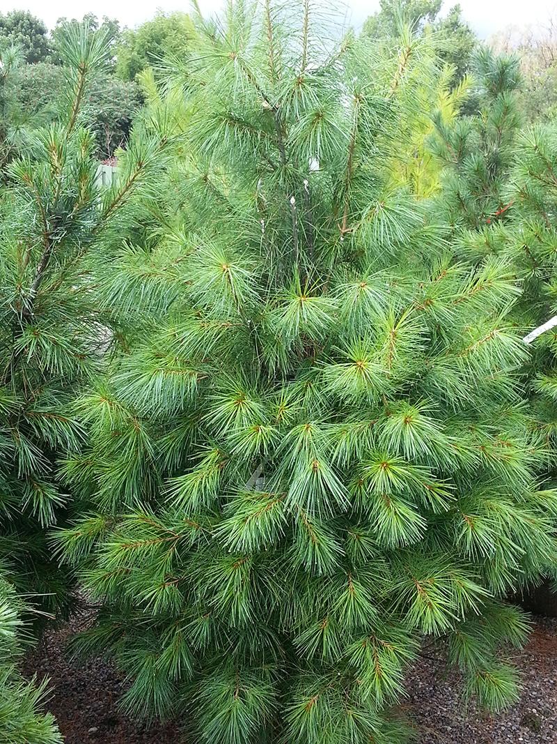 Pinus Strobus - View 17 from www redcrocus com