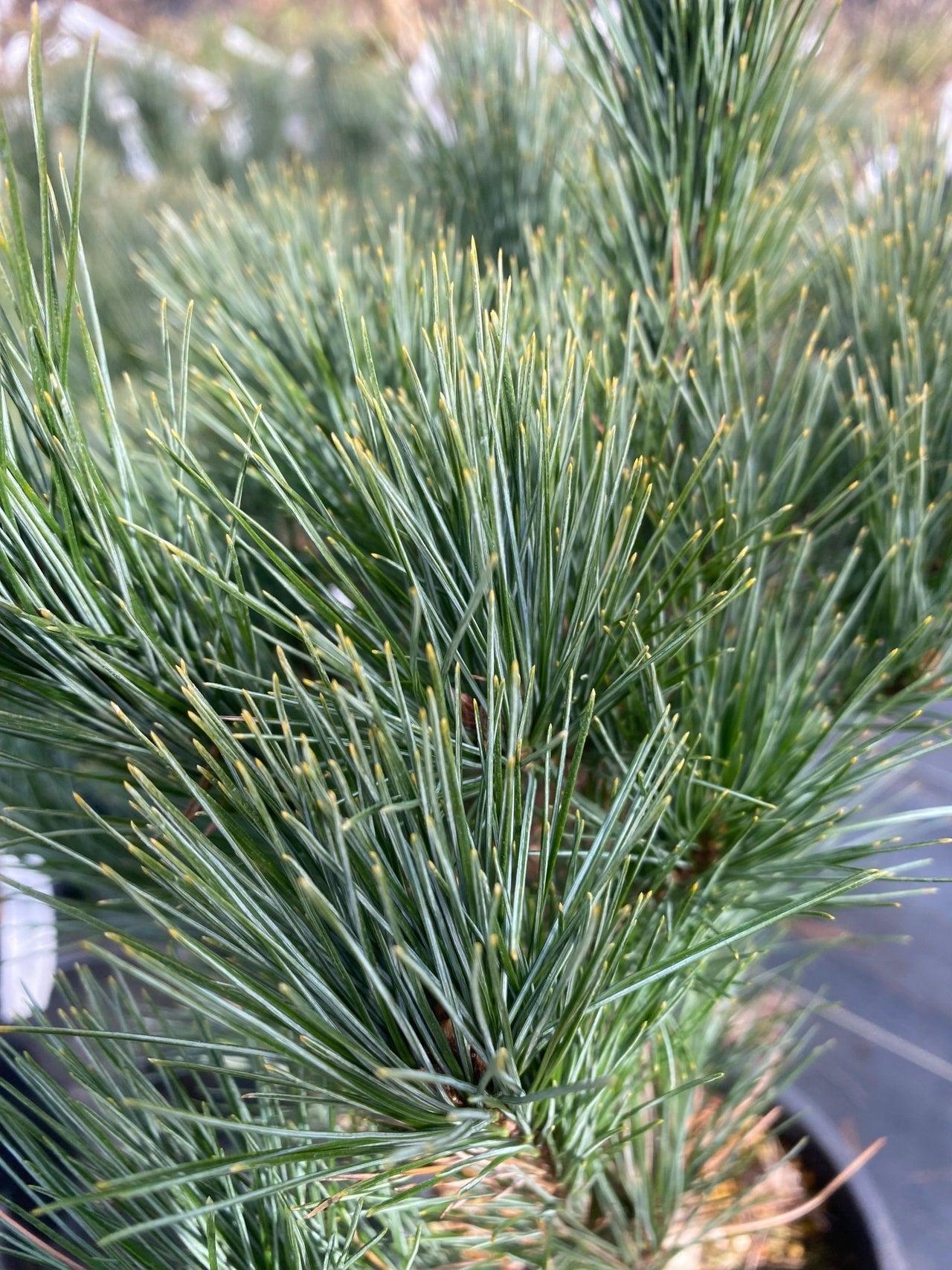 Pinus Strobus - View 21 from www redcrocus com