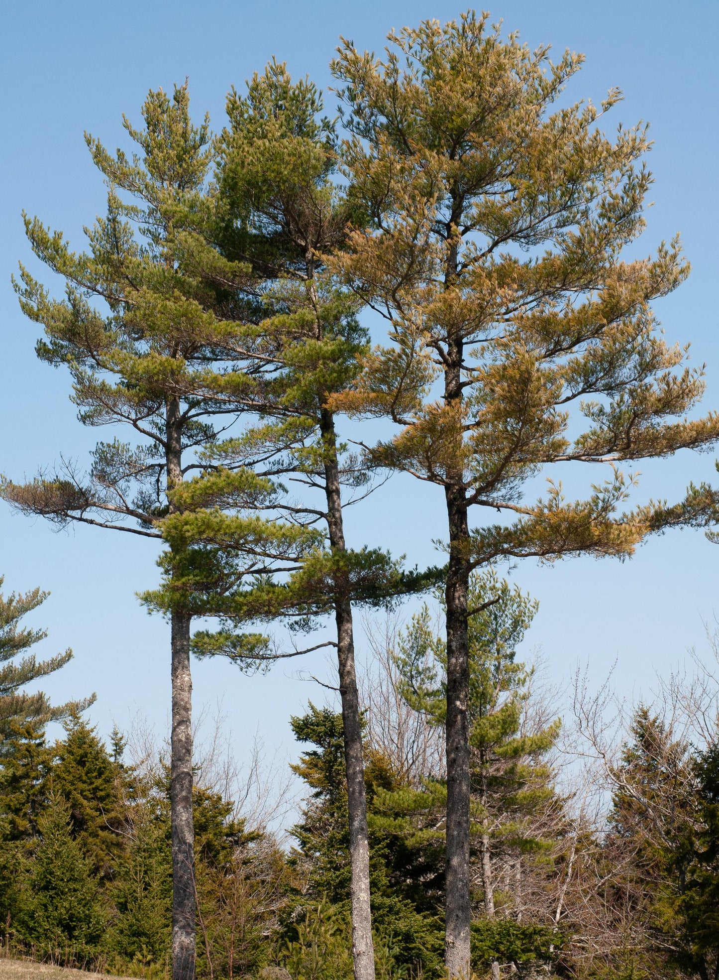 Pinus Strobus - View 22 from www redcrocus com