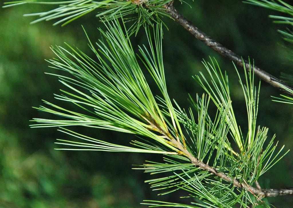 Pinus Strobus - View 21 from www redcrocus com