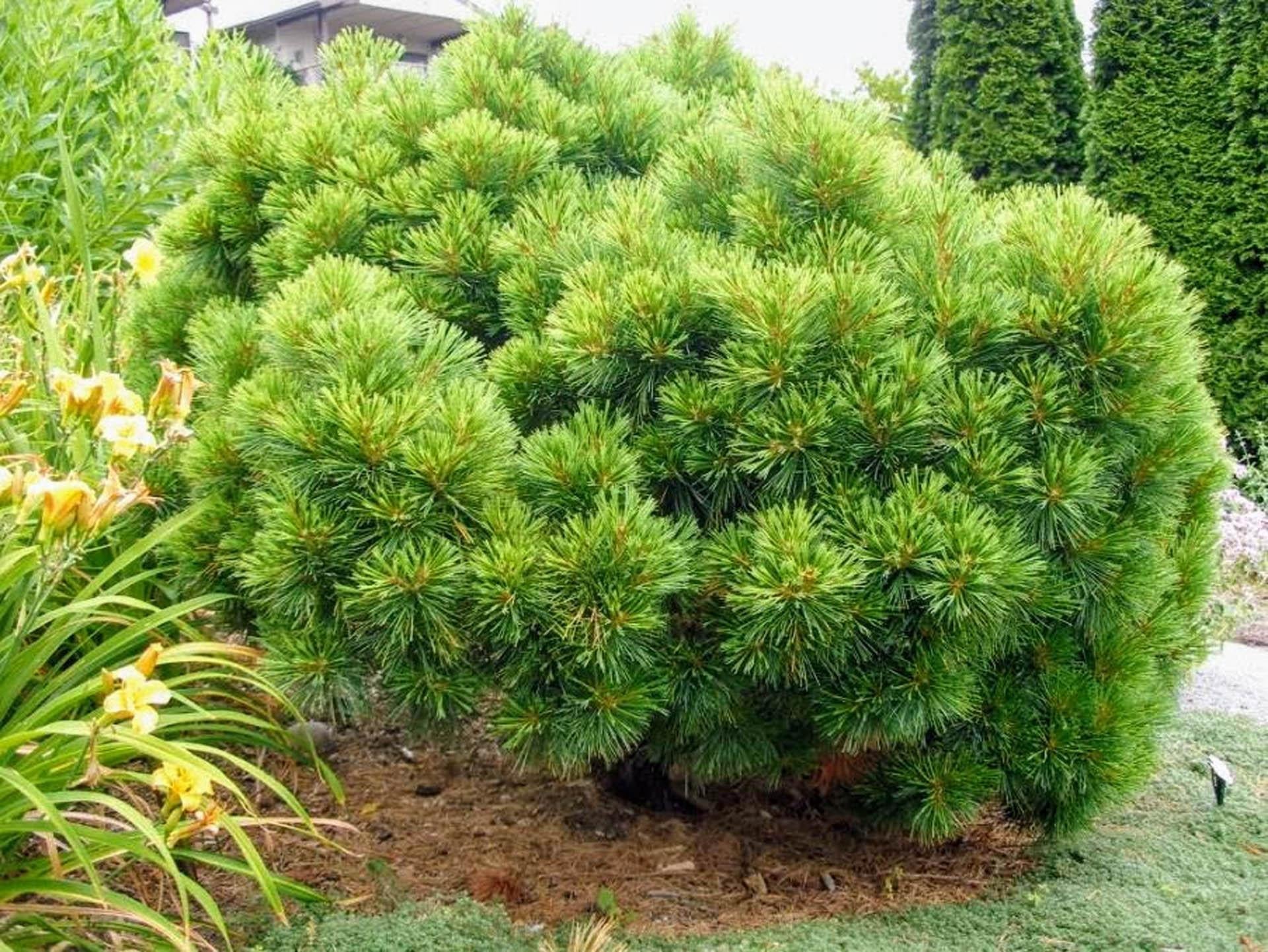 Pinus Strobus - View 12 from www redcrocus com
