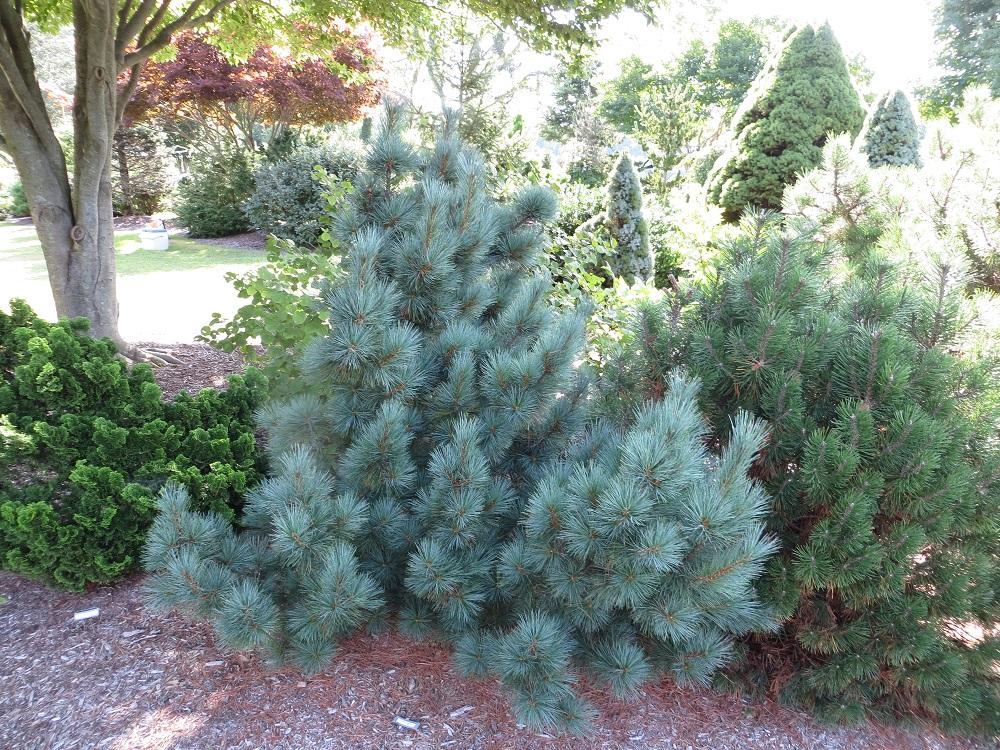 Pinus Strobus - View 13 from www redcrocus com