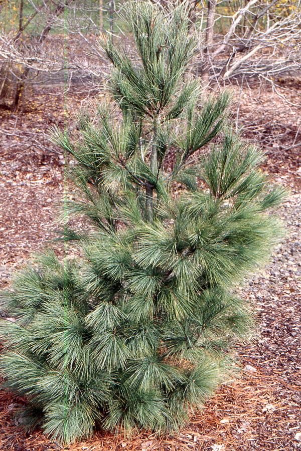 Pinus Strobus - View 14 from www redcrocus com