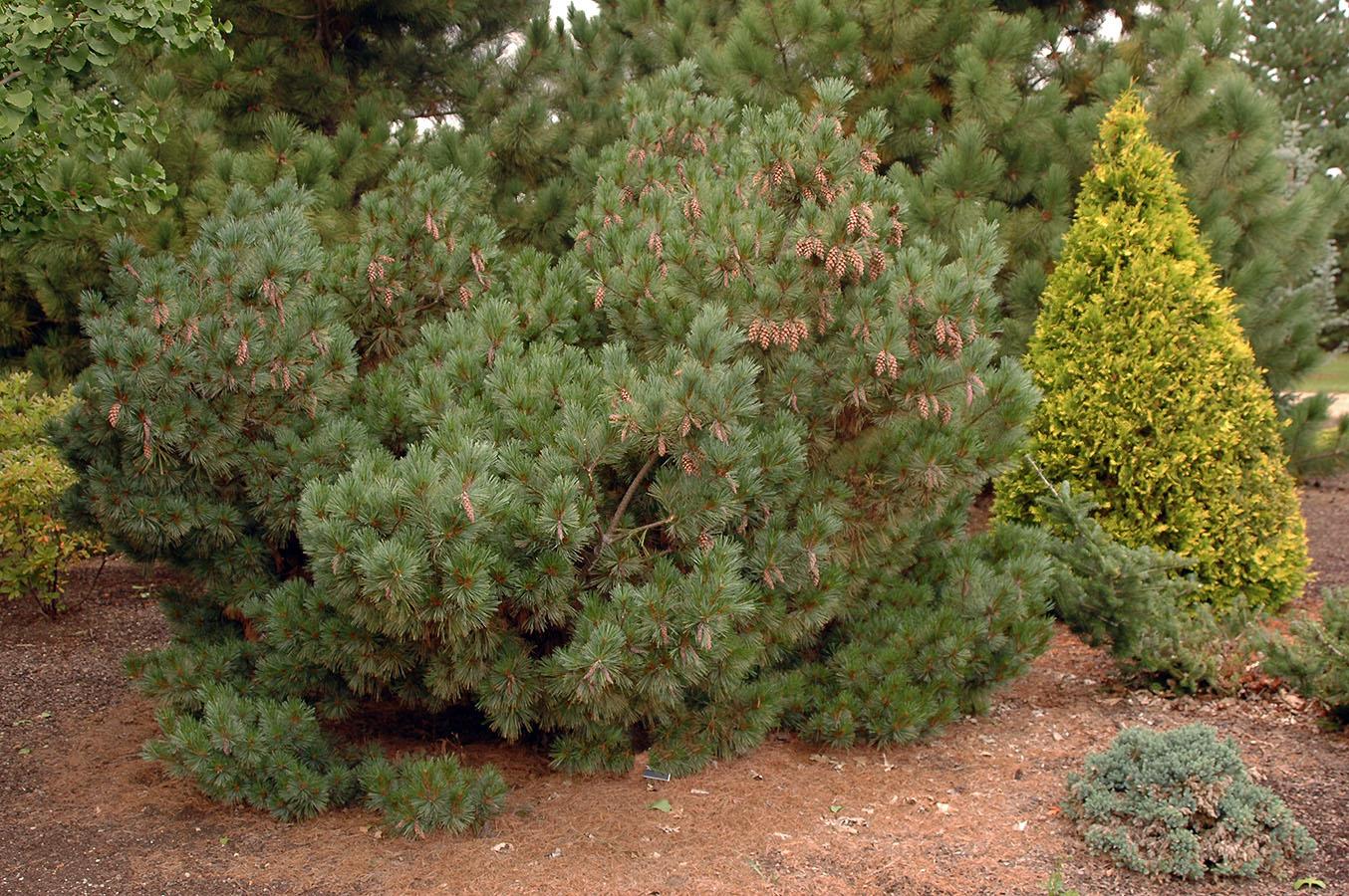Pinus Strobus - View 17 from www redcrocus com