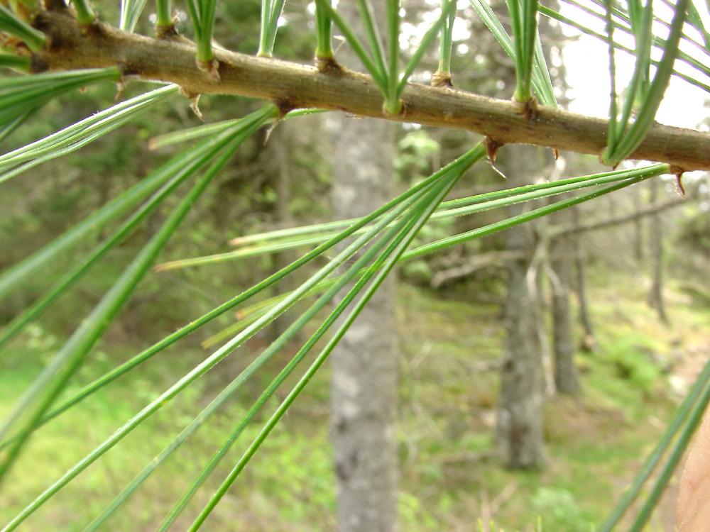 Pinus Strobus - View 18 from www redcrocus com