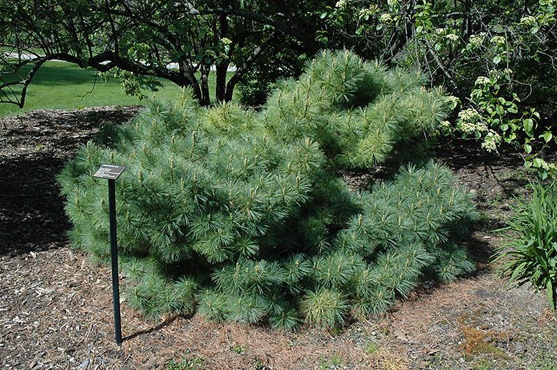 Pinus Strobus - View 19 from www redcrocus com