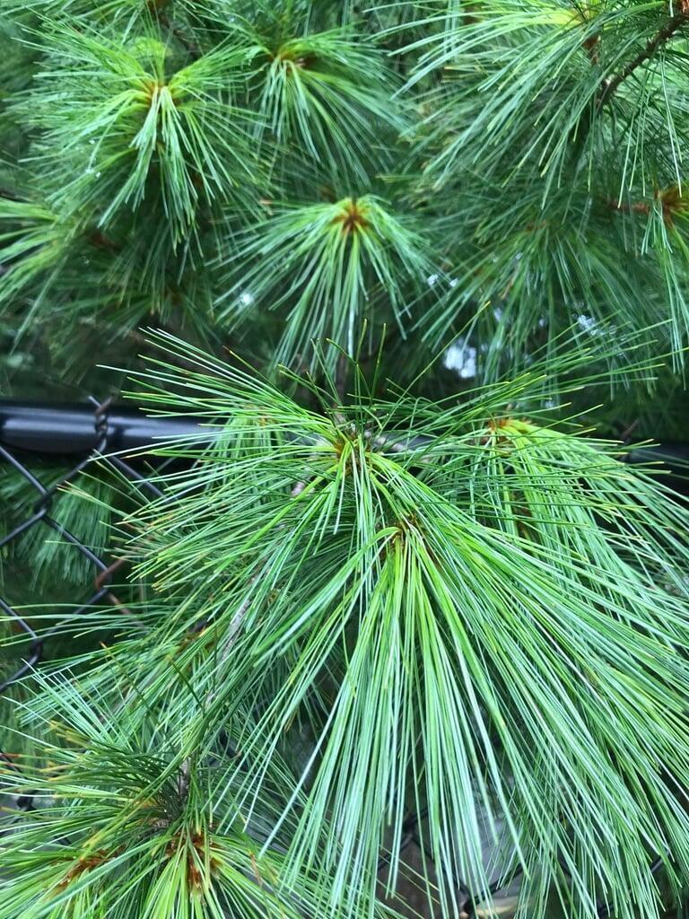 Pinus Strobus - View 1 from www redcrocus com